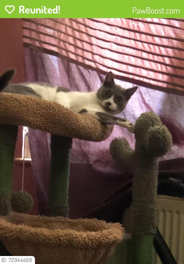 Reunited Female Cat last seen Community garden , Oxfordshire, England OX4 3RL