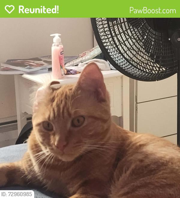 Reunited Male Cat last seen Near us route 1 edgecomb Maine , Edgecomb, ME 04556