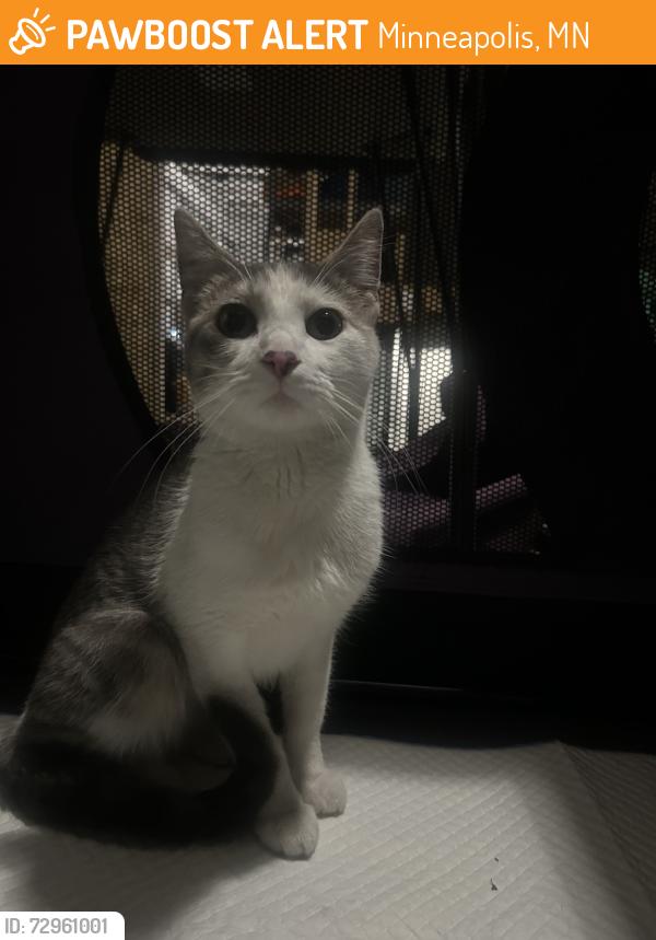 Found/Stray Female Cat last seen 18th St. and 3rd Ave. MPLS, Minneapolis, MN 55404