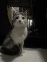 Found/Stray Female Cat last seen 18th St. and 3rd Ave. MPLS, Minneapolis, MN 55404