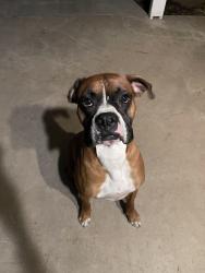 Reunited Male Dog last seen Pinkham, Visalia, CA 93292
