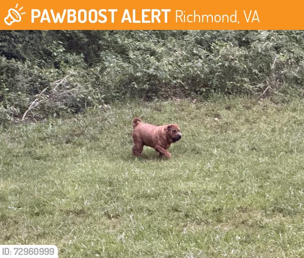 Found/Stray Unknown Dog last seen Cherokee and Collingbourne Rhodes, Richmond, VirginiaG, Richmond, VA 23235