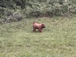 Found/Stray Unknown Dog last seen Cherokee and Collingbourne Rhodes, Richmond, VirginiaG, Richmond, VA 23235