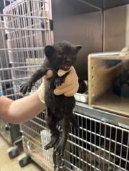 Shelter Stray Male Cat last seen Bexar County, New Braunfels, TX 78130