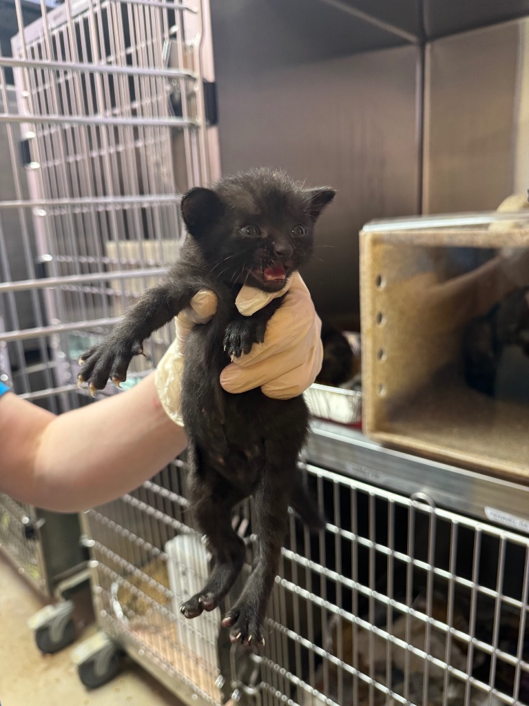 Shelter Stray Male Cat last seen Bexar County, New Braunfels, TX 78130