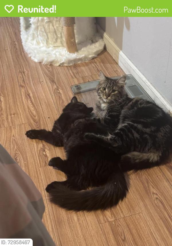 Reunited Female Cat last seen Olive tree, Citrus Heights, CA 95610