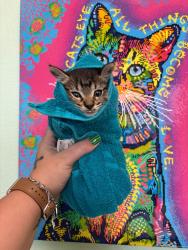 Shelter Stray Male Cat last seen Bexar County, New Braunfels, TX 78130