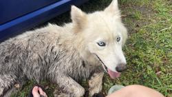 Found/Stray Female Dog last seen Lake Downey Dr & Flowers Ave, Union Park, FL 32825