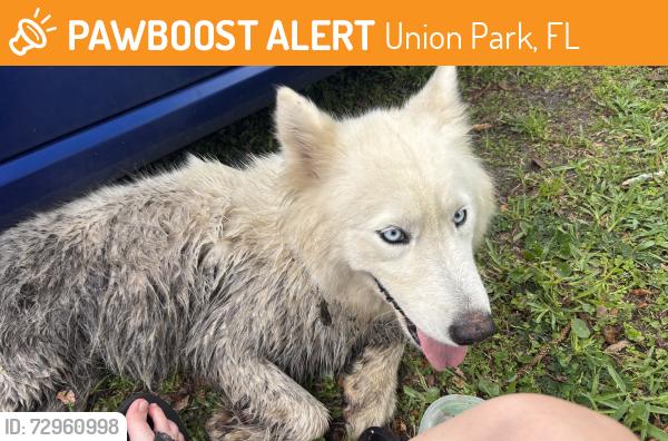 Found/Stray Female Dog last seen Lake Downey Dr & Flowers Ave, Union Park, FL 32825