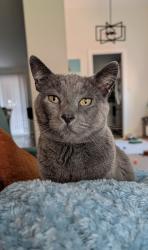 Reunited Male Cat last seen Wrenfield st, Hillsboro, OR 97123