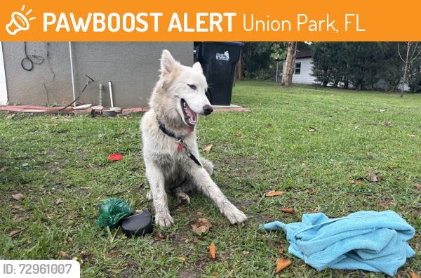 Found/Stray Male Dog last seen Lake Downey Dr & Flowers Ave, Union Park, FL 32825
