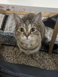 Lost Female Cat last seen St Joseph County, IN, St. Joseph County, IN 46619