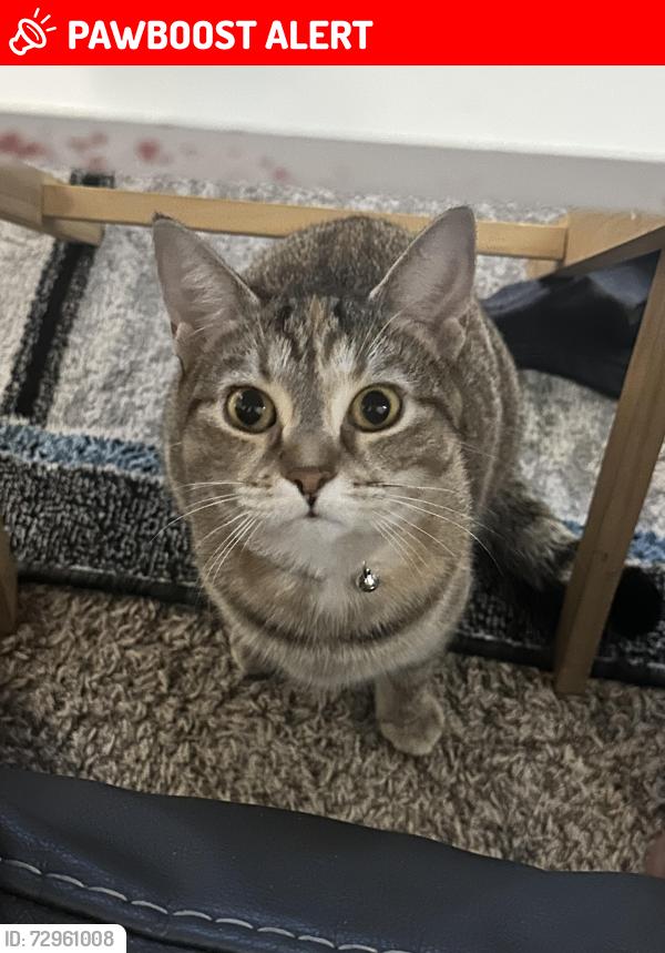 Lost Female Cat last seen St Joseph County, IN, St. Joseph County, IN 46619