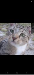 Lost Male Cat last seen Near sw 76th ave, Gainesville, FL 32608