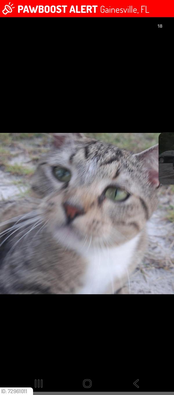 Lost Male Cat last seen Near sw 76th ave, Gainesville, FL 32608