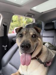 Lost Female Dog last seen Hi Country Road Herriman, Utah, Herriman, UT 84096