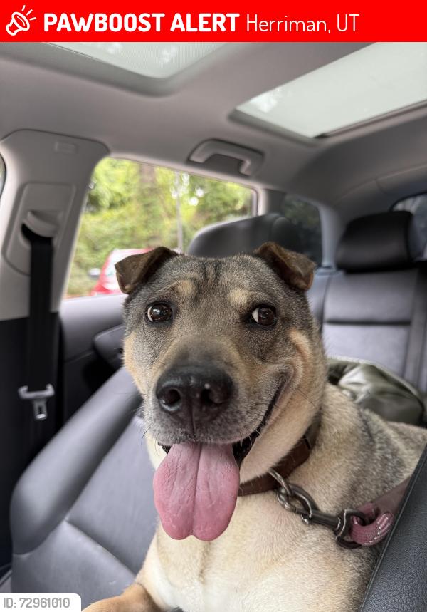 Lost Female Dog last seen Hi Country Road Herriman, Utah, Herriman, UT 84096