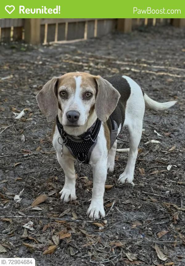 Reunited Female Dog last seen Compass Rose Dr. & Gypsy Palace Ln., Daytona Beach, FL 32124