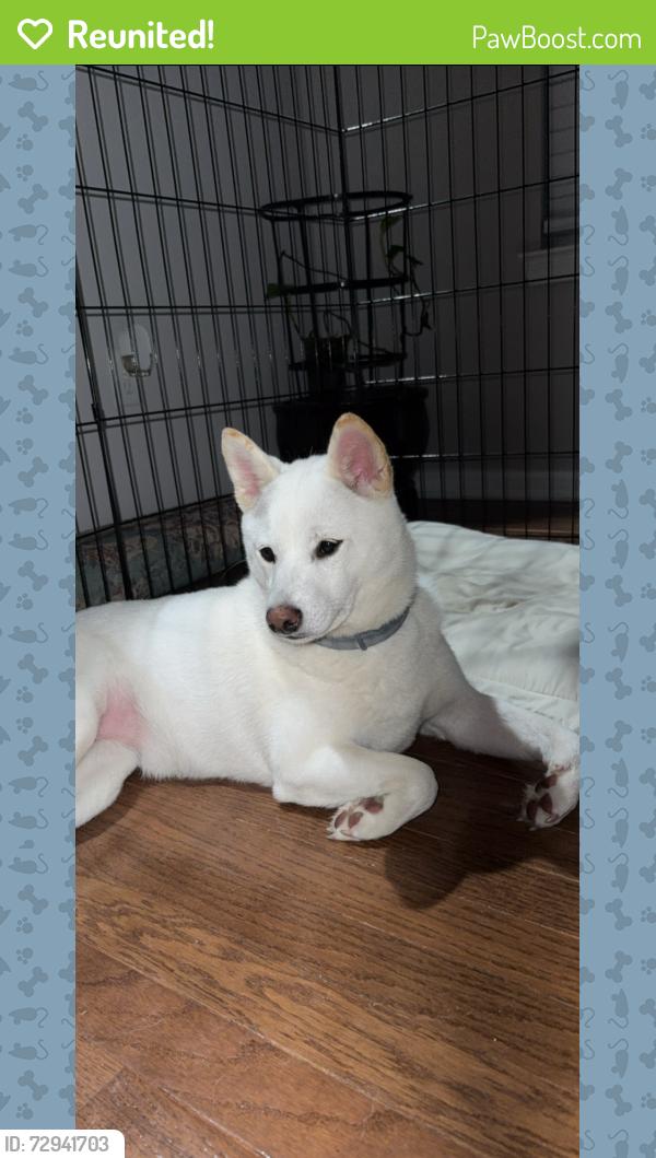 Reunited Female Dog last seen Long ridge drive coraopolis pa, Coraopolis, PA 15108
