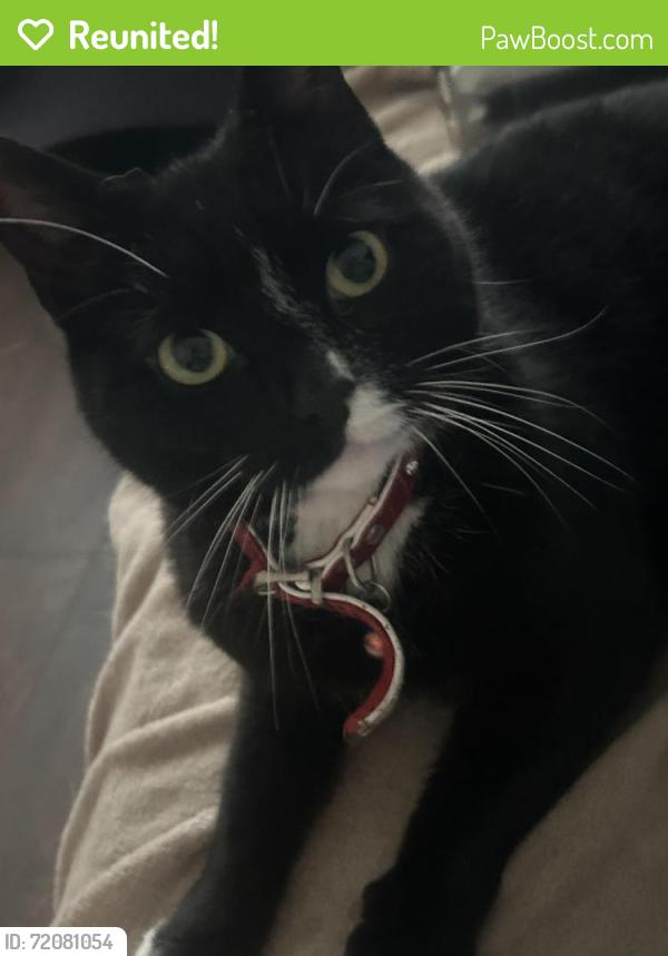 Reunited Female Cat last seen Park avenue, Southern Road, Heywood Grove. Sale., Greater Manchester, England M33
