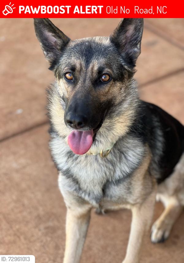 Lost Female Dog last seen Cherokee casino , Old No 4 Road, NC 28789