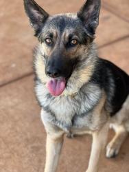 Lost Female Dog last seen Cherokee casino , Old No 4 Road, NC 28789