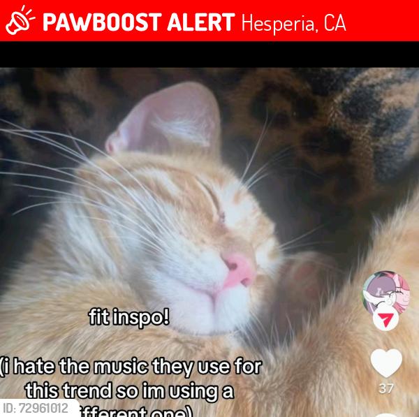 Lost Male Cat last seen Live oak , Hesperia, CA 92345