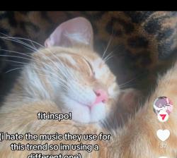 Lost Male Cat last seen Live oak , Hesperia, CA 92345