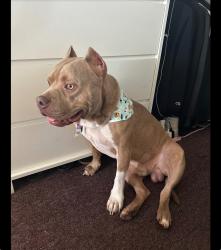 Reunited Male Dog last seen Atala e Pl, Fallbrook, CA 92028