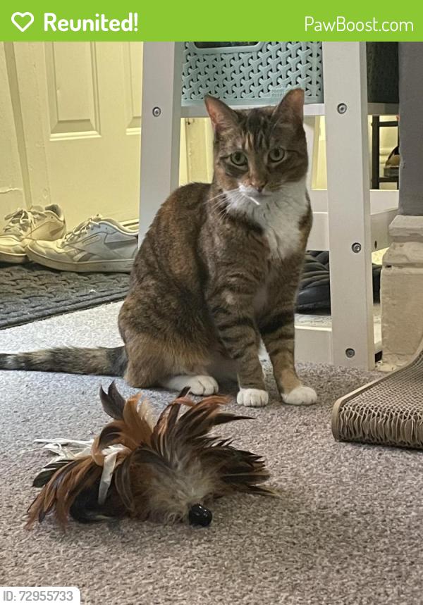 Reunited Female Cat last seen Slipped into backyards between Hudson Street and St Johns Place, Buffalo, NY 14201