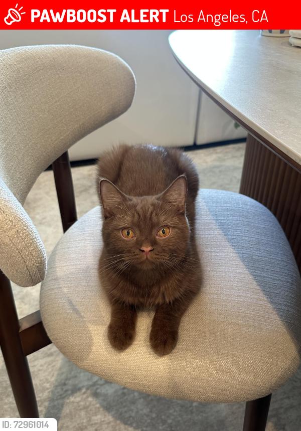 Lost Male Cat last seen Near Harold Way, Los Angeles, CA 90028