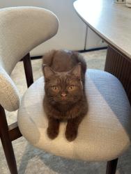 Lost Male Cat last seen Near Harold Way, Los Angeles, CA 90028