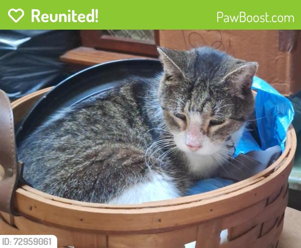 Reunited Female Cat last seen Wild fox drive and eagle circle, Casselberry, FL 32707