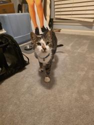 Found/Stray Male Cat last seen Near , Mauldin, SC 29662