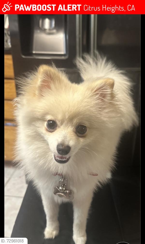 Lost Female Dog last seen Woodmore oaks and sunrise , Citrus Heights, CA 95610