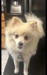 Lost Female Dog last seen Woodmore oaks and sunrise , Citrus Heights, CA 95610