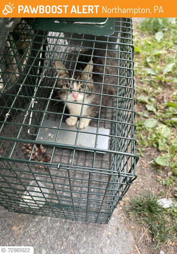 Found/Stray Unknown Cat last seen Dog park , Walking trail , Northampton, PA 18067