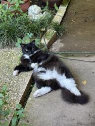 Lost Male Cat last seen Del Prado Avenue and Cartagena , Fort Worth, TX 76133