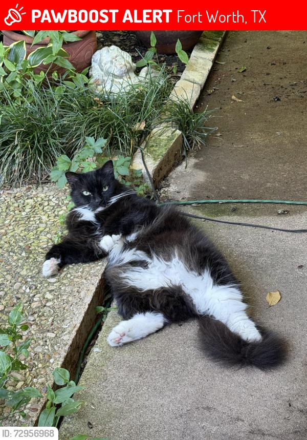Lost Male Cat last seen Del Prado Avenue and Cartagena , Fort Worth, TX 76133