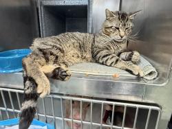 Shelter Stray Male Cat last seen Hampton Street, ELMHURST, NY, 11373, New York, NY 10029