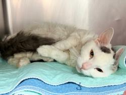 Shelter Stray Female Cat last seen Near Westchester Avenue, BRONX, NY, 10455, New York, NY 10029