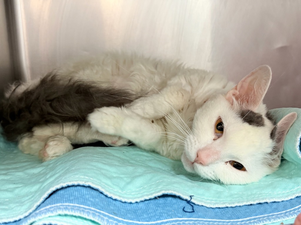 Shelter Stray Female Cat last seen Near Westchester Avenue, BRONX, NY, 10455, New York, NY 10029