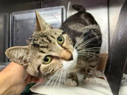 Shelter Stray Male Cat last seen E 240th Street, BRONX, NY, 10470, New York, NY 10029