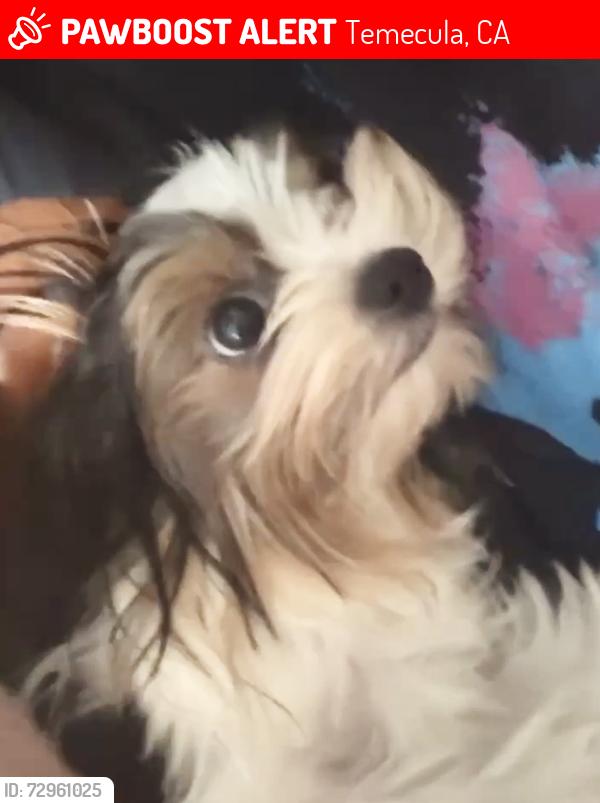 Lost Male Dog last seen Harveston park , Temecula, CA 92591