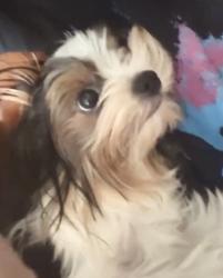 Lost Male Dog last seen Harveston park , Temecula, CA 92591