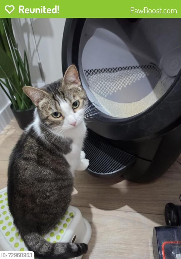 Reunited Female Cat last seen Solasta Riverside / near barclays on the clyde, Kinning Park, Scotland G5 8DB