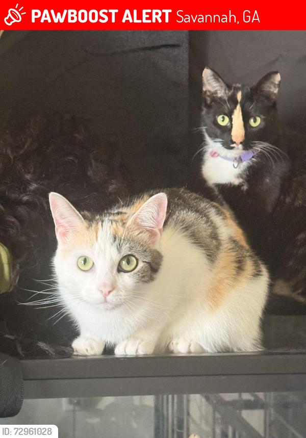 Lost Female Cat last seen Mulberry st., Savannah, GA 31407