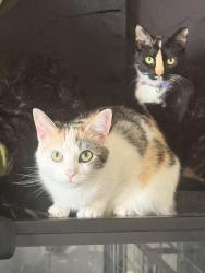 Lost Female Cat last seen Mulberry st., Savannah, GA 31407