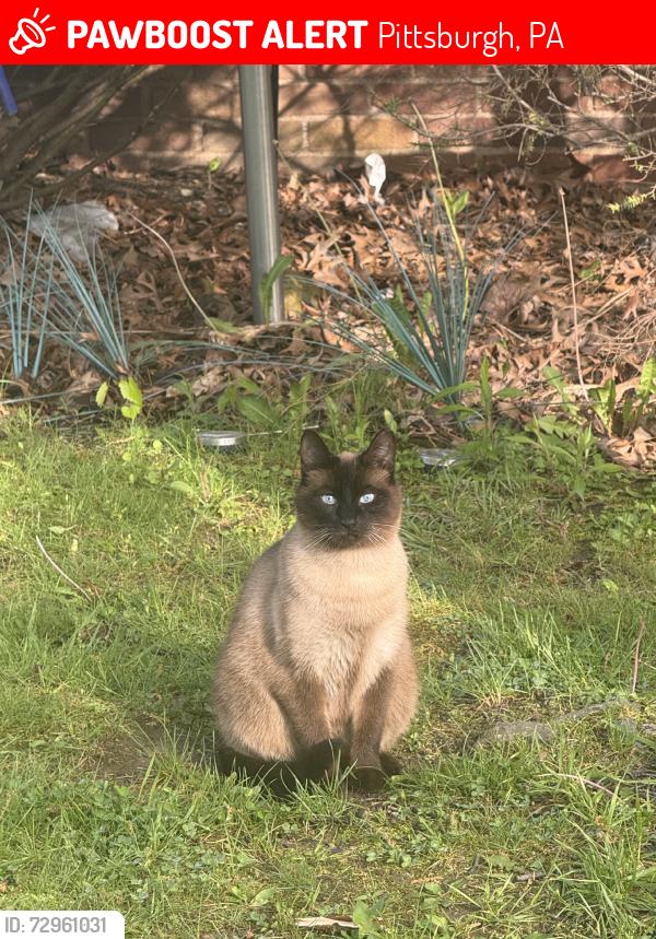 Lost Female Cat last seen By the 7-11, Pittsburgh, PA 15235
