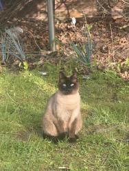 Lost Female Cat last seen By the 7-11, Pittsburgh, PA 15235